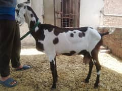 doodh
