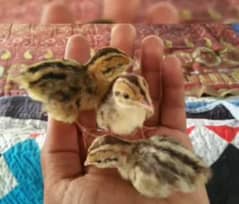 Black teetar chick