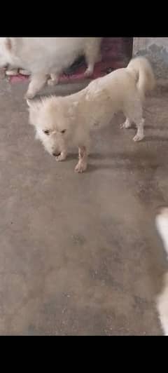 puddle female end Russian male female is pragnent