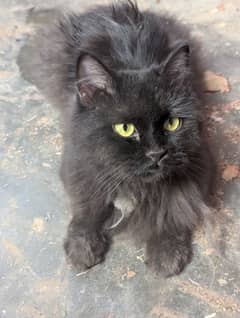 Persion Female Cat triple Coded full healthy
