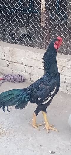 2 Pure Shamoo Roosters