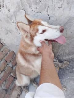Siberian Husky  1lac demand