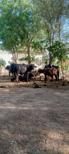 kheeri jhoti for sale