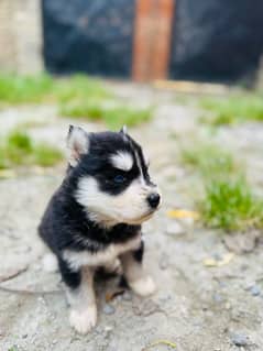 husky