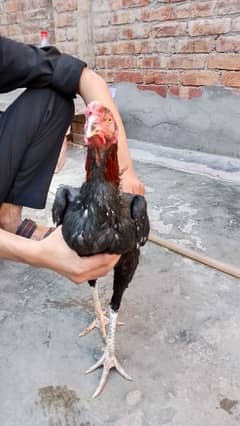 male.