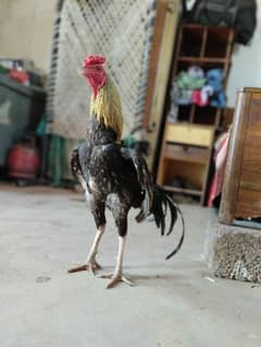 aseel jawa sendhi