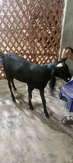 Black Bakra for Qurbani