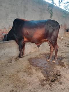 beautiful bharaman bull