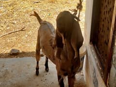Goat for sale