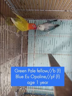 Lovebird/Fisher Breeder Setup