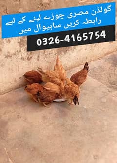 golden misri