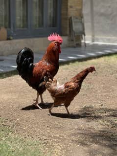 Desi misri pair egg laying