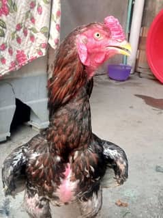 ASEEL MURGA for SALE