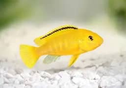 Cichlid