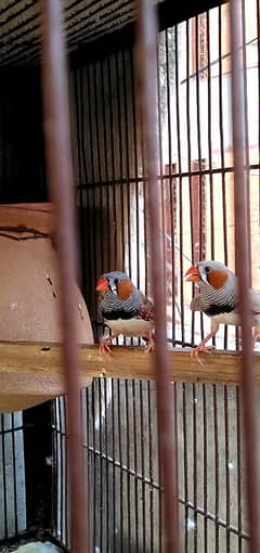 common zebra finches 3pc