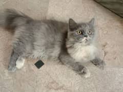 persian cat for sale