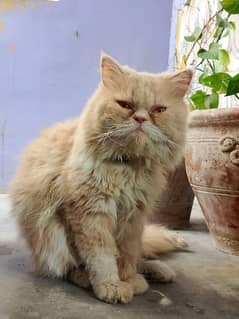 trained Persian cats