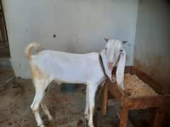 Gulabi cross bakra