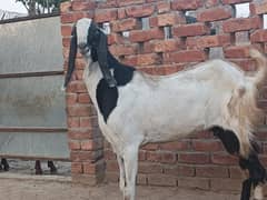 Bakra