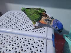 swinson lorry chick available healthy active