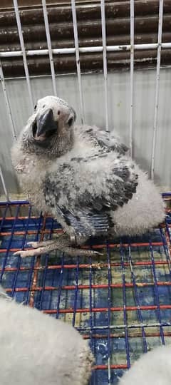 GREY parrot Congo size chick available