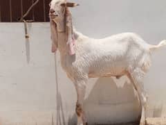 Gulabi bakra