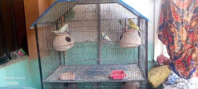 love bird