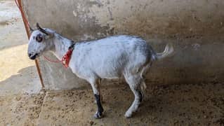 Bakra for sale