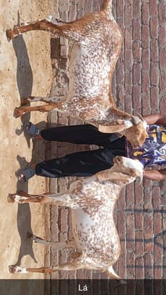 makhi