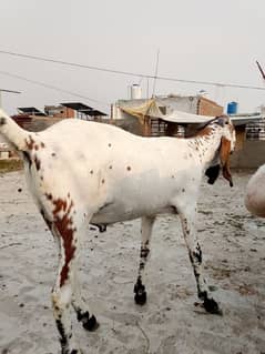 qurbani