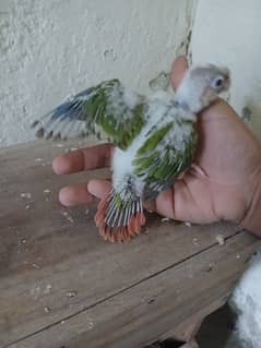 pineapple conure chick's