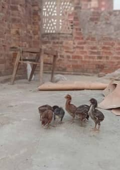 seal birds for sale 03261948207. . . is py rabta kre