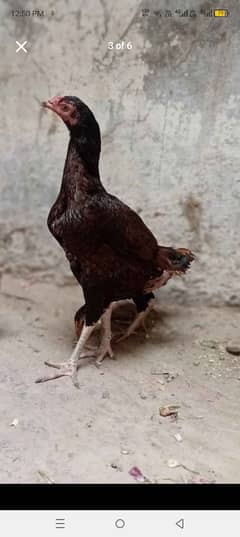 seal birds for sale 03261948207. . . is py rabta kre