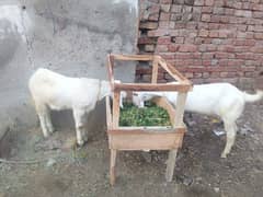 qurbabi