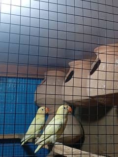 Decino bird