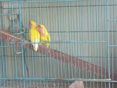 breeder pair