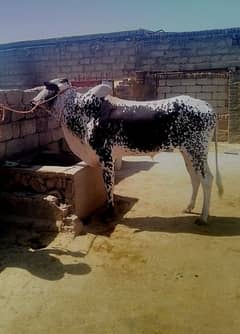 bull