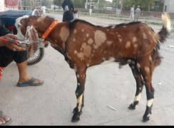 Pure Desi Bakra Brown Available