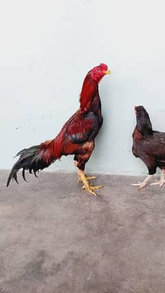 Aseel murgy for sale