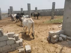 bull,cow,goat,dumba