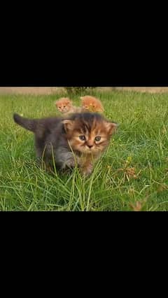 kitten's