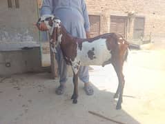 Goat sale 1 year