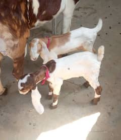 1 Bakra hain 1 bakri Hain