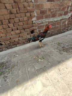 pure aseel heera + lakhaa