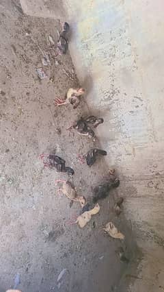 aseal chicks