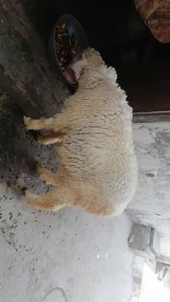 For sale