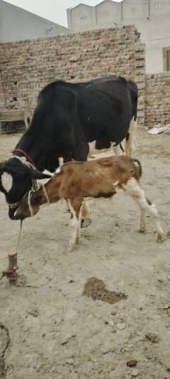 walti  6 kg dhoad