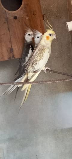 cocktail breeder pair for sale