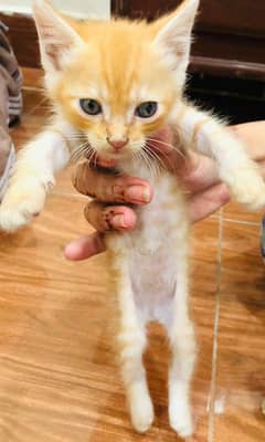 cats for sale