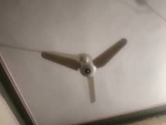 Lahore fan